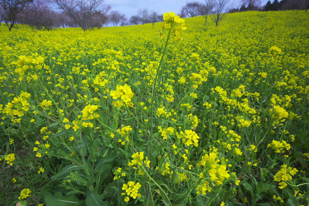 亀岡八幡宮の菜の花　壱