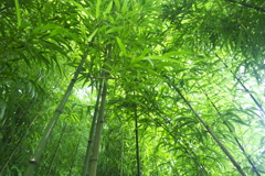 四角い竹