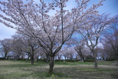 磯部公園の桜　D