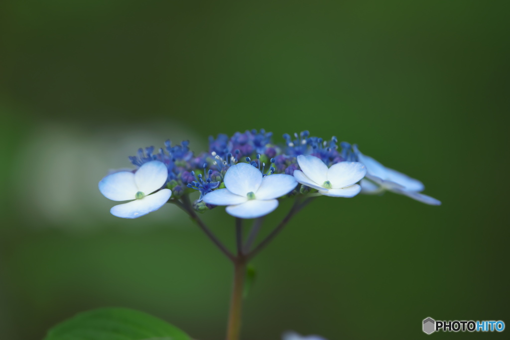 雨引観音の紫陽花　　a