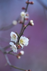 知名度の低い城址公園の白梅　Ⅰ