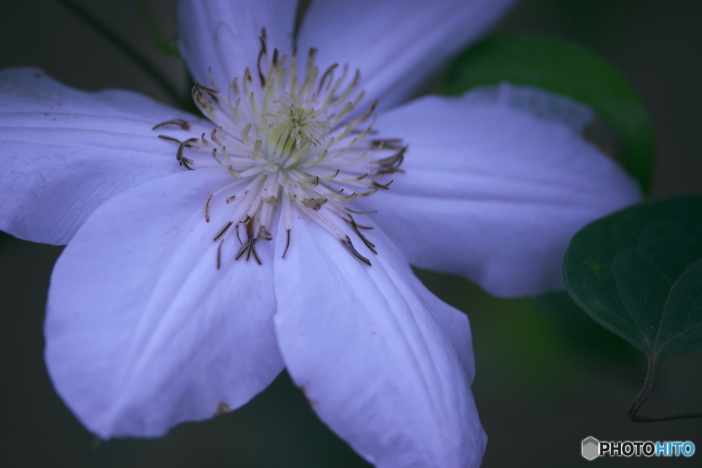 知人の庭の花　　Ⅰ