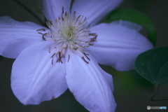 知人の庭の花　　Ⅰ