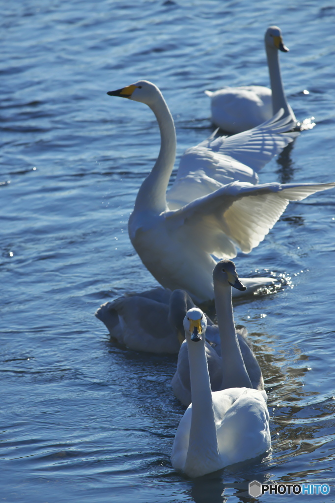 水の綺麗な清流の白鳥