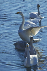 水の綺麗な清流の白鳥