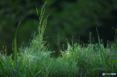 早朝の草むら　　Ⅰ
