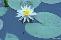 水の綺麗な沼に咲く睡蓮　　Ⅱ
