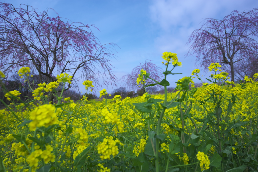 亀岡八幡宮の菜の花　弐