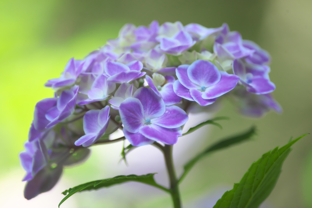 紫陽花　ト
