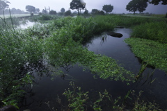 霧の公園