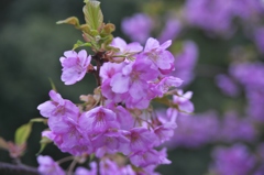 春爛漫の桜色　弐
