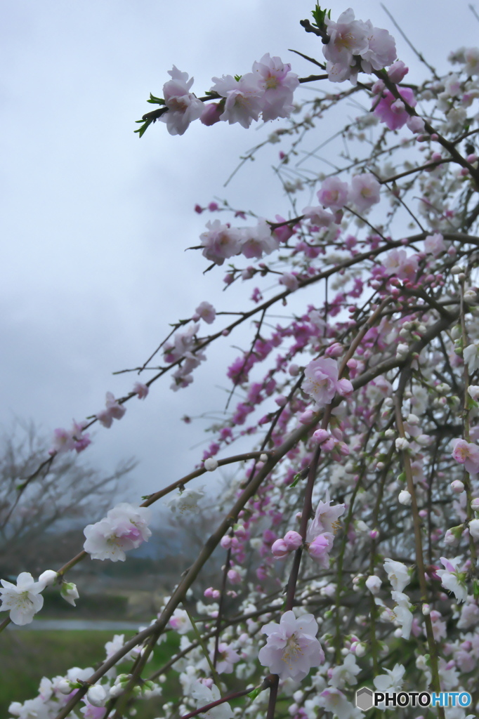 道沿いに咲く花