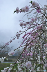 道沿いに咲く花