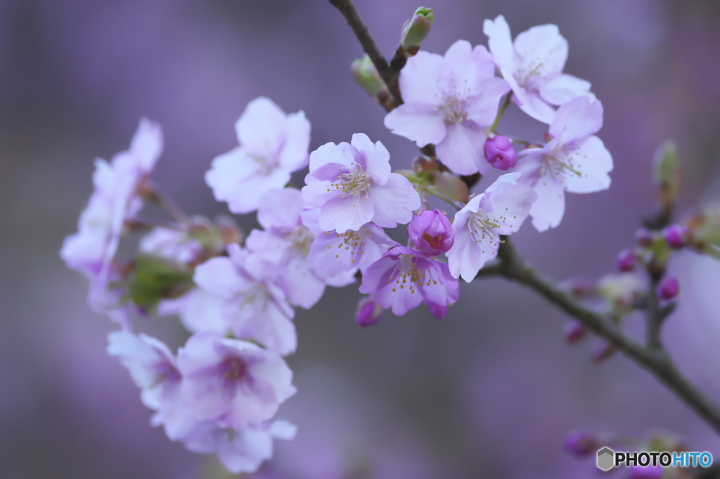 雨引観音　樂法寺　桜