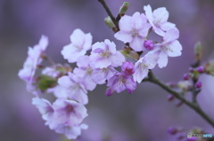 雨引観音　樂法寺　桜