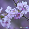 雨引観音　樂法寺　桜
