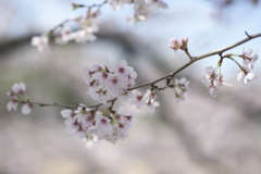 河川敷の桜