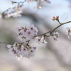 河川敷の桜