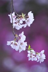 近くのお寺の花　参