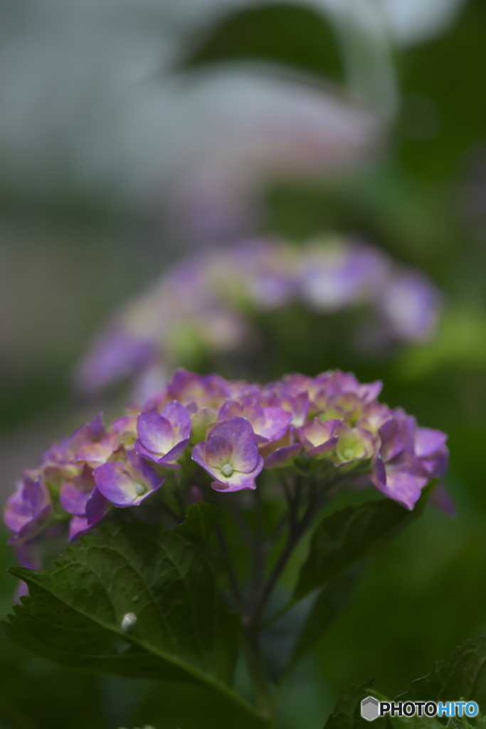 雨引観音の紫陽花　b