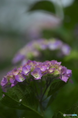 雨引観音の紫陽花　b