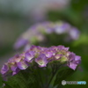 雨引観音の紫陽花　b
