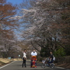 家族で花見