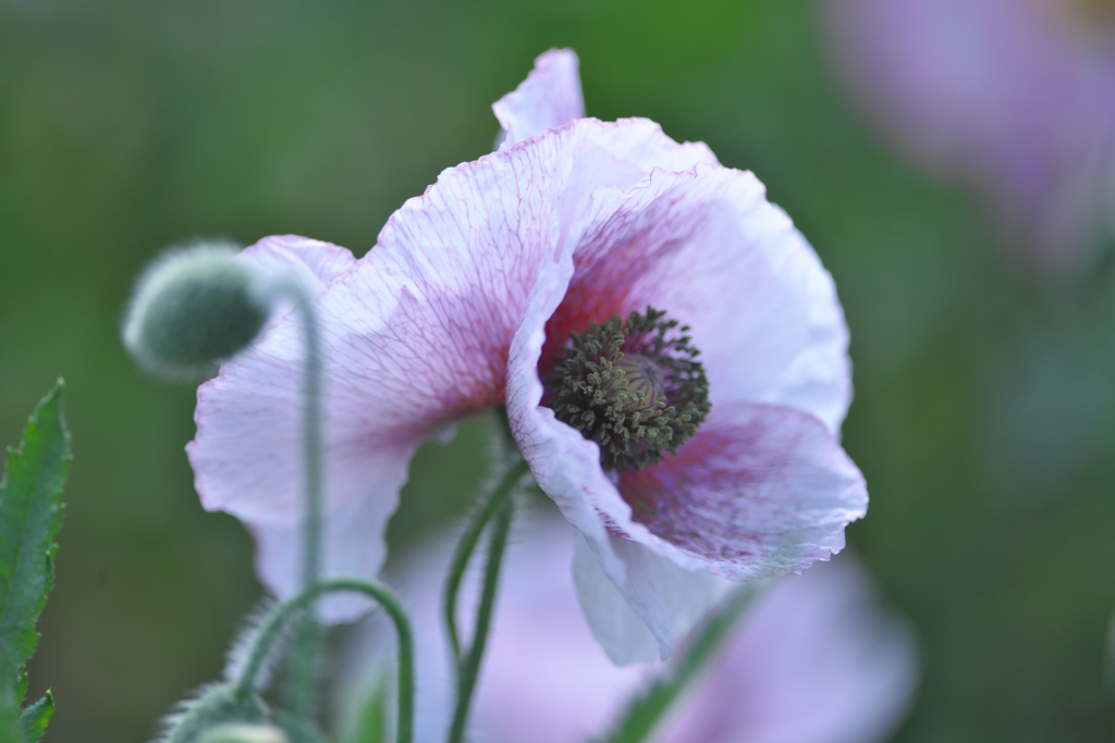 ヒナゲシの花園　Ⅲ