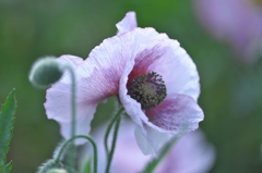 ヒナゲシの花園　Ⅲ