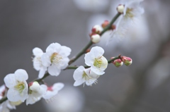 車で探した白梅紅梅　参