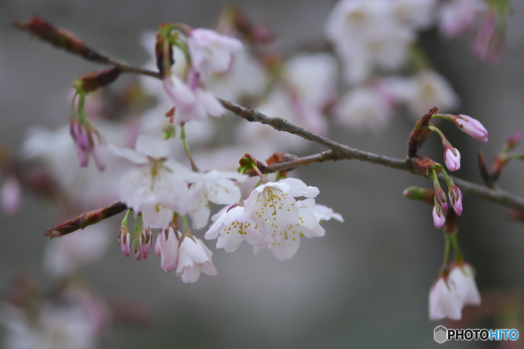 桜川の桜