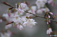 桜川の桜