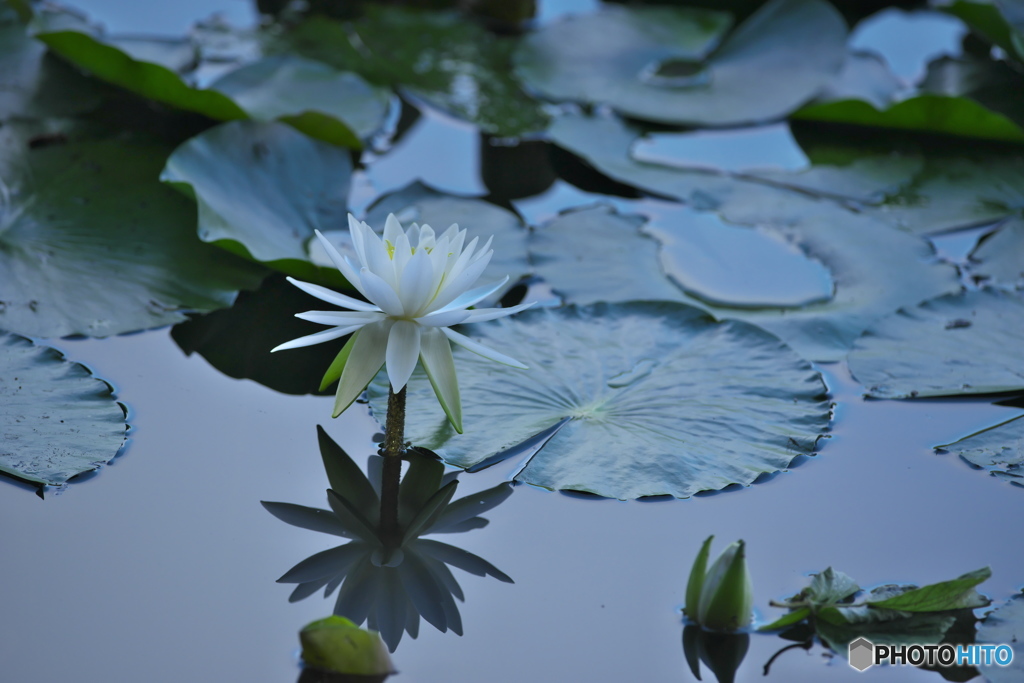 水の綺麗な湧水沼の睡蓮　ろ