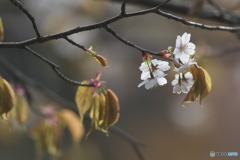 沓掛峠の山桜