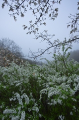 コブシとユキヤナギ