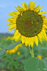 ヒマワリ祭り　a