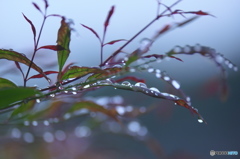 水滴飾り　ろ