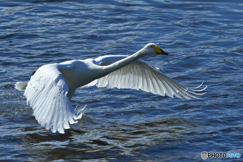 純白の白鳥は清流が似合う　(^^♪
