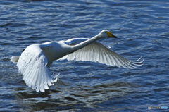 純白の白鳥は清流が似合う　(^^♪