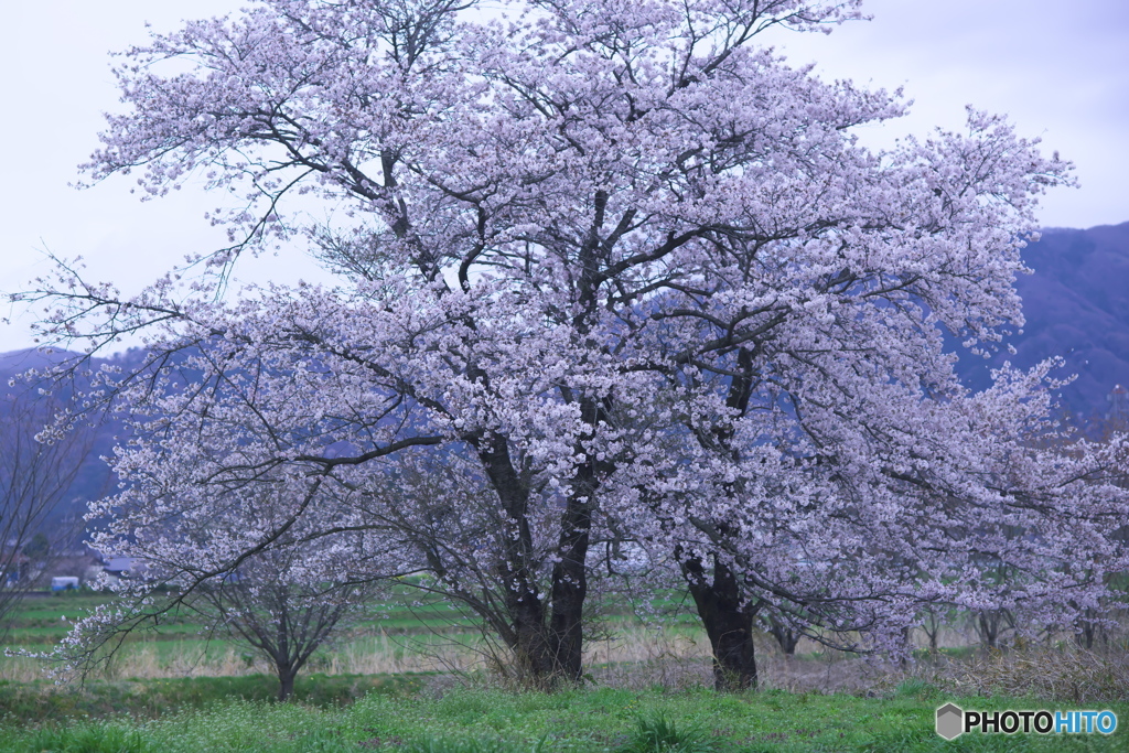 人知れず咲く桜