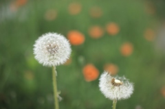 タンポポ　「　拡大用　」
