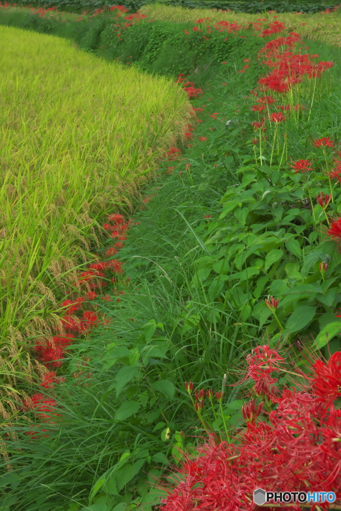 茶の里公園　周辺
