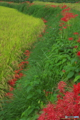 茶の里公園　周辺