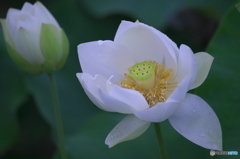 休耕田の蓮　b