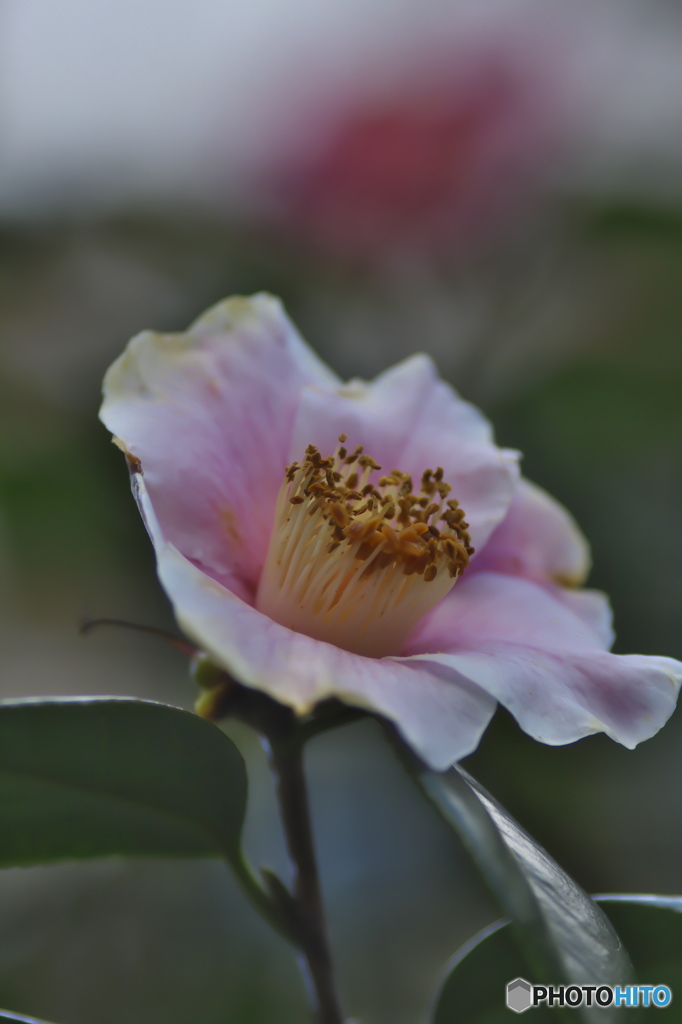 公園の山茶花