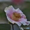 公園の山茶花