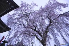 曇天の桜