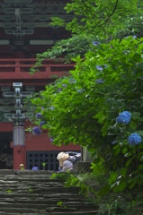 雨引観音の紫陽花　五