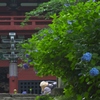 雨引観音の紫陽花　五