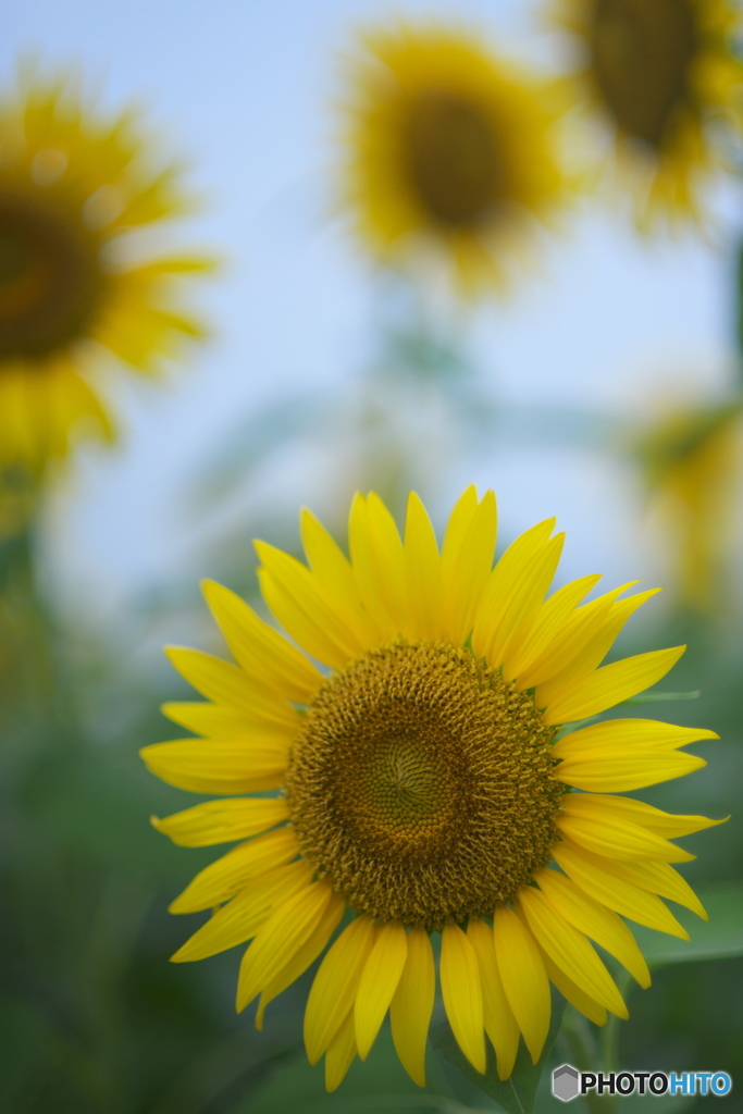 夏と言えばひまわりだ　♪♪　は